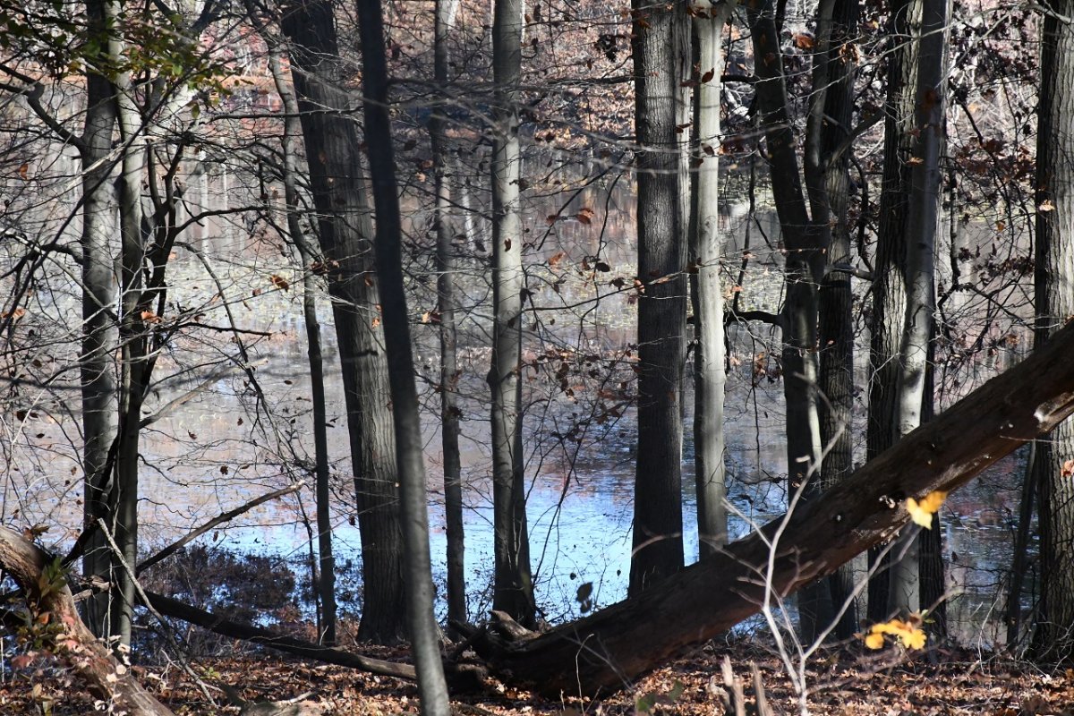 Six Lakes forest and lake