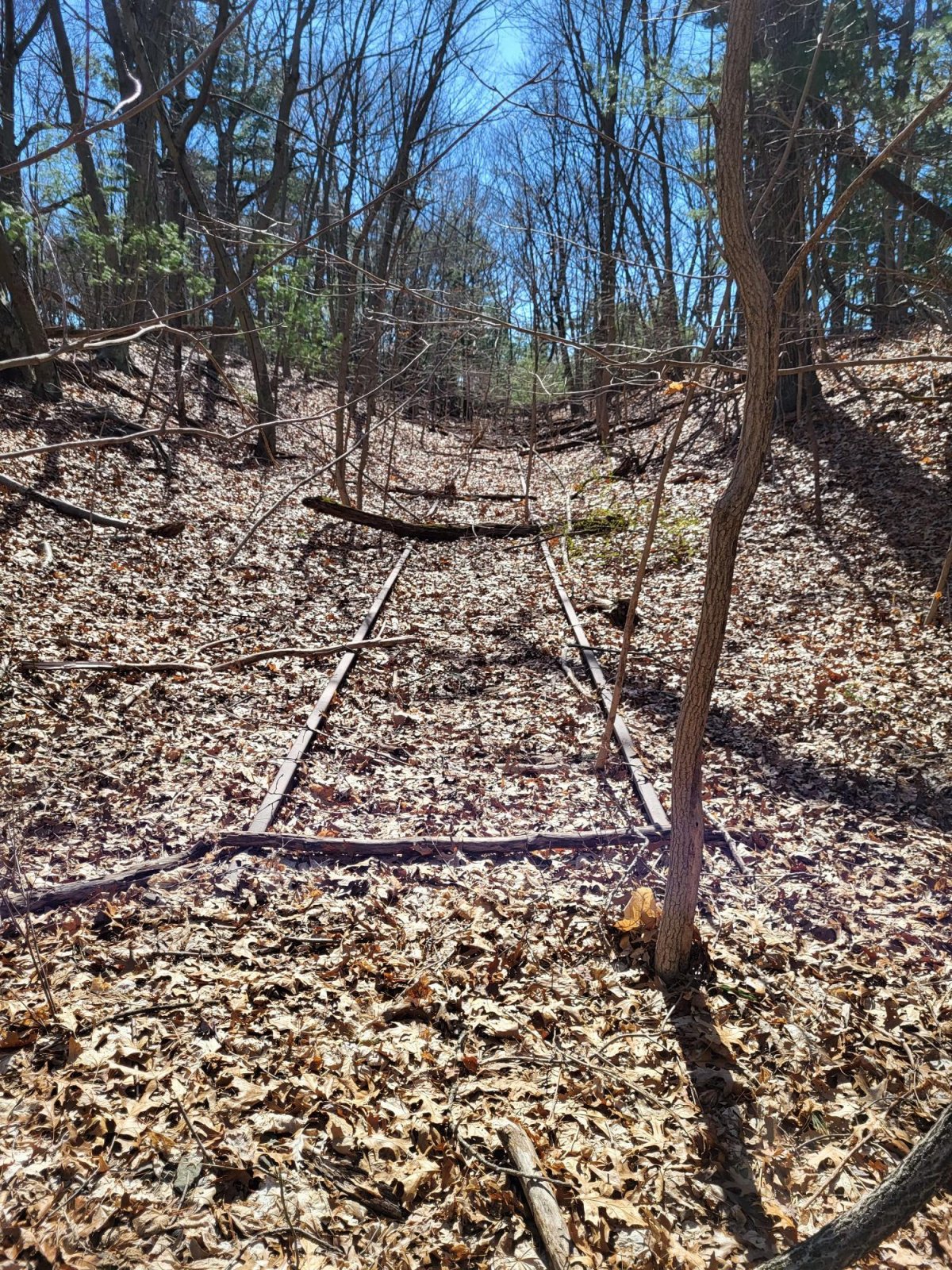 railroad track in the woods